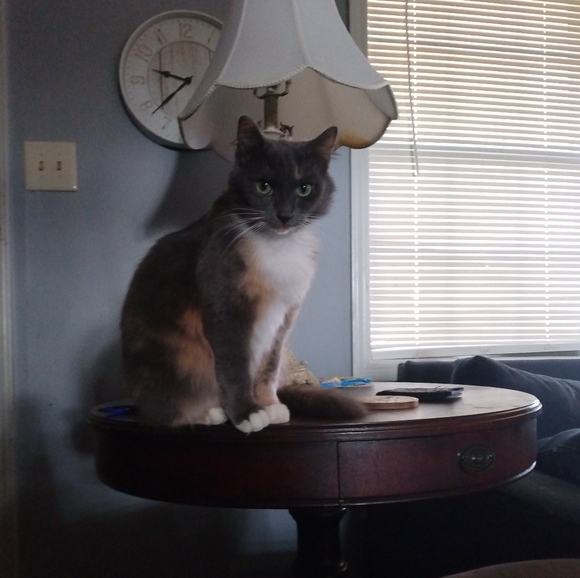 Meet your Posher, Shelia - Picture 3 of 4